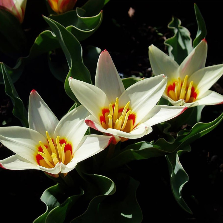 Ботанические тюльпаны Грейга