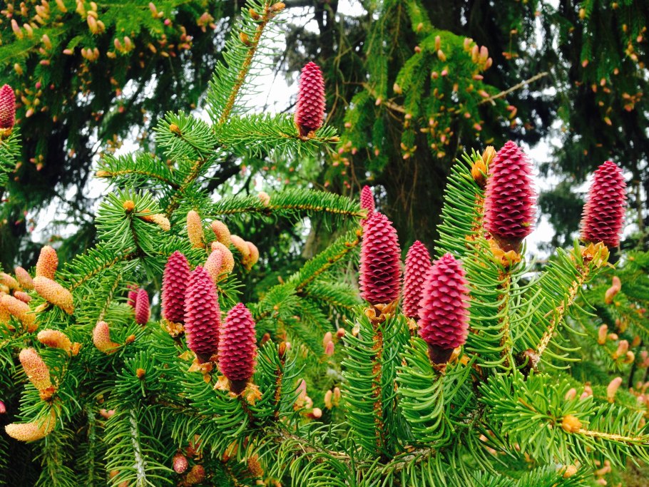 Ель Сербская Picea Оморика