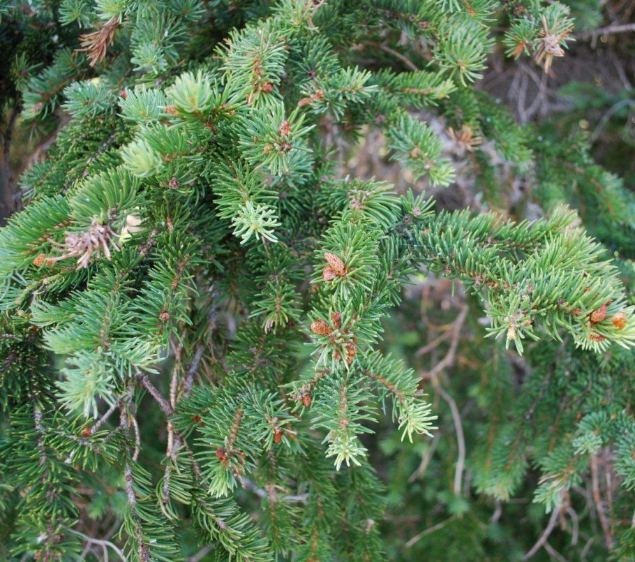 Ель Picea pungens