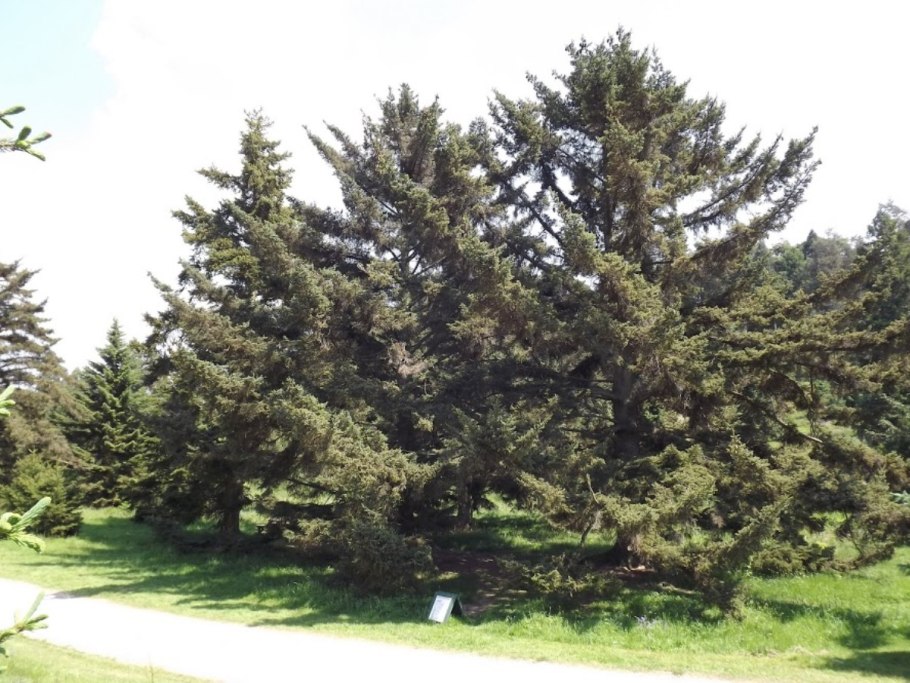 Новогодняя сказка ель Сибирская 0.9