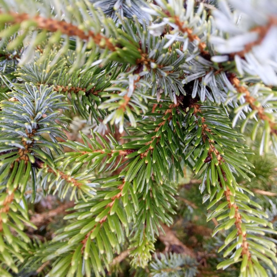 Ель биколор