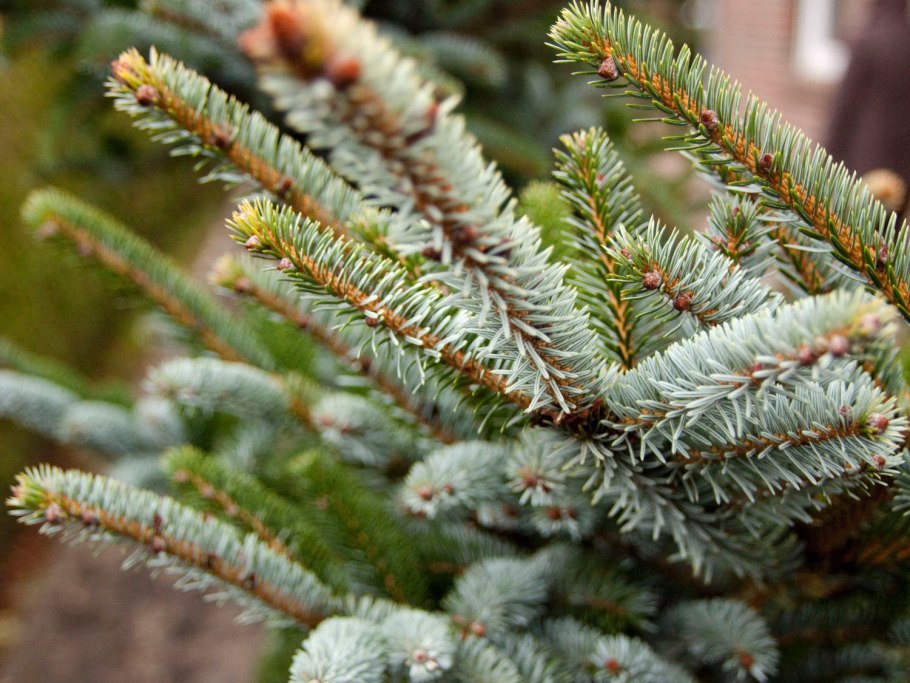 Ель обыкновенная биколор