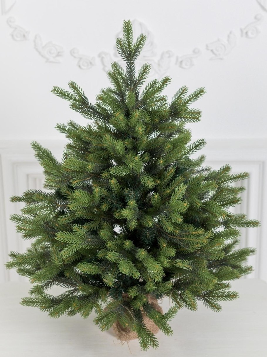 Ель корейская (Picea koraiensis)