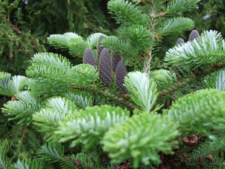Picea engelmannii Thomschke