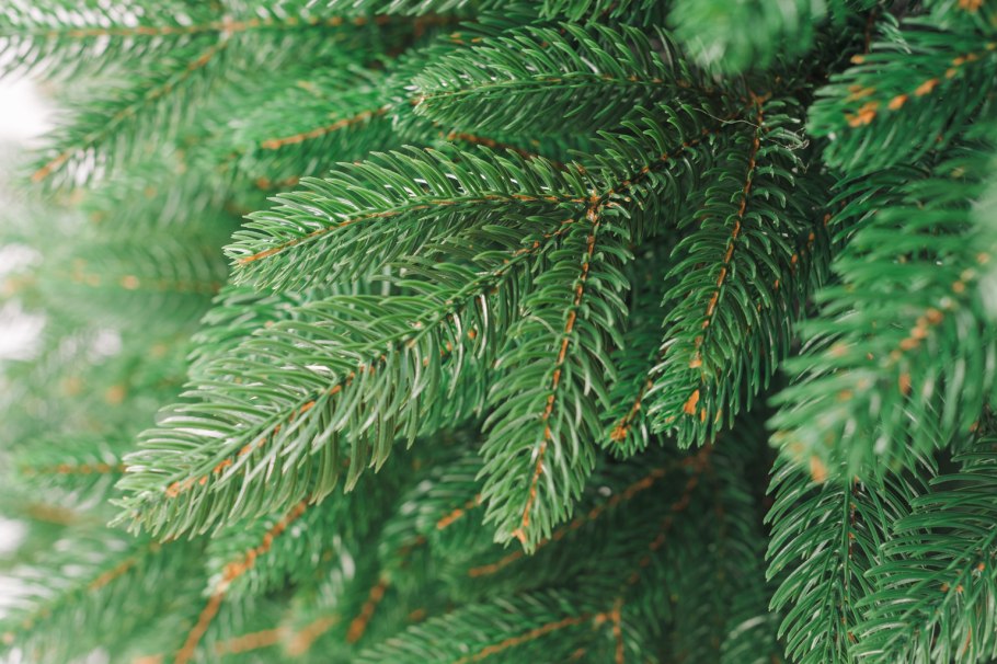 Ель Аянская Нана