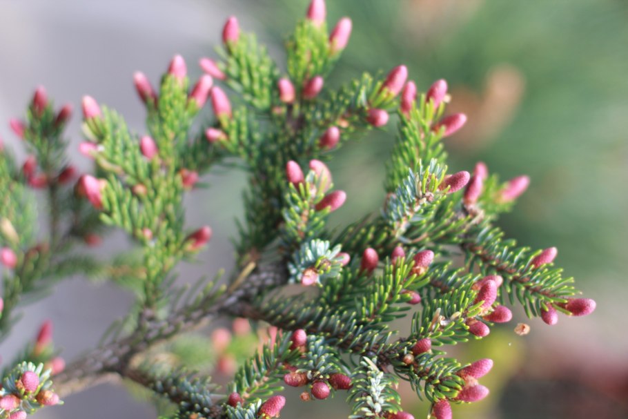 Ель двуцветная Picea bicolor