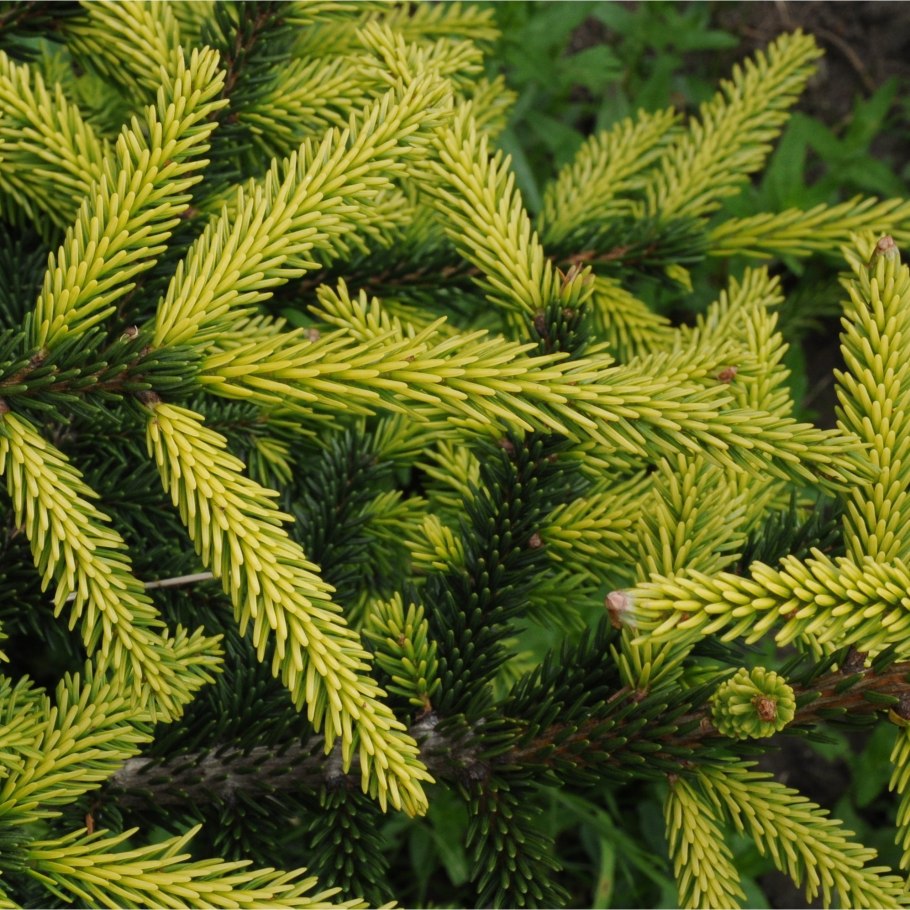 Ель Восточная Ауреоспиката