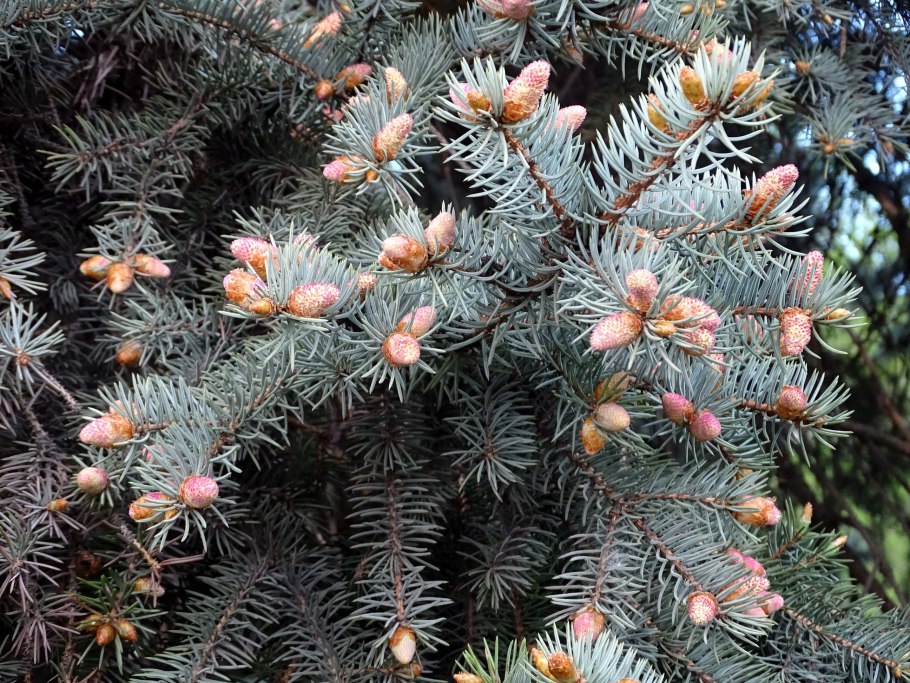 Наша ёлка ель искусственная крона темно-зеленая 1.65 м