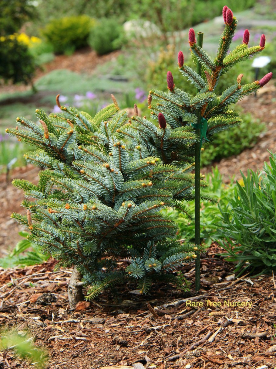 Picea Mariana DOUMETTI