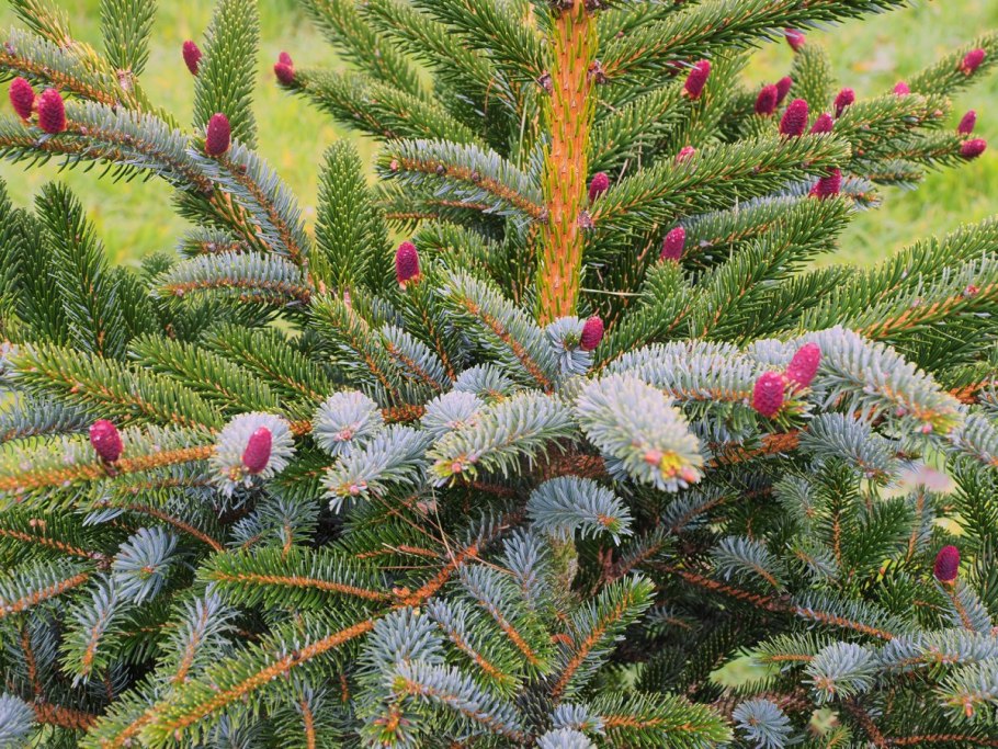 Ель двухцветная (picea bicolor)