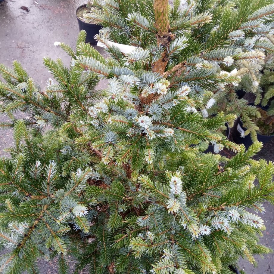 Ель двуцветная Picea bicolor