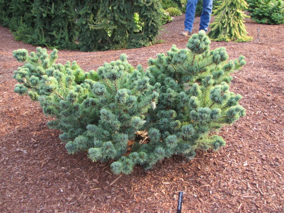 Ель европейская Picea Abies l.