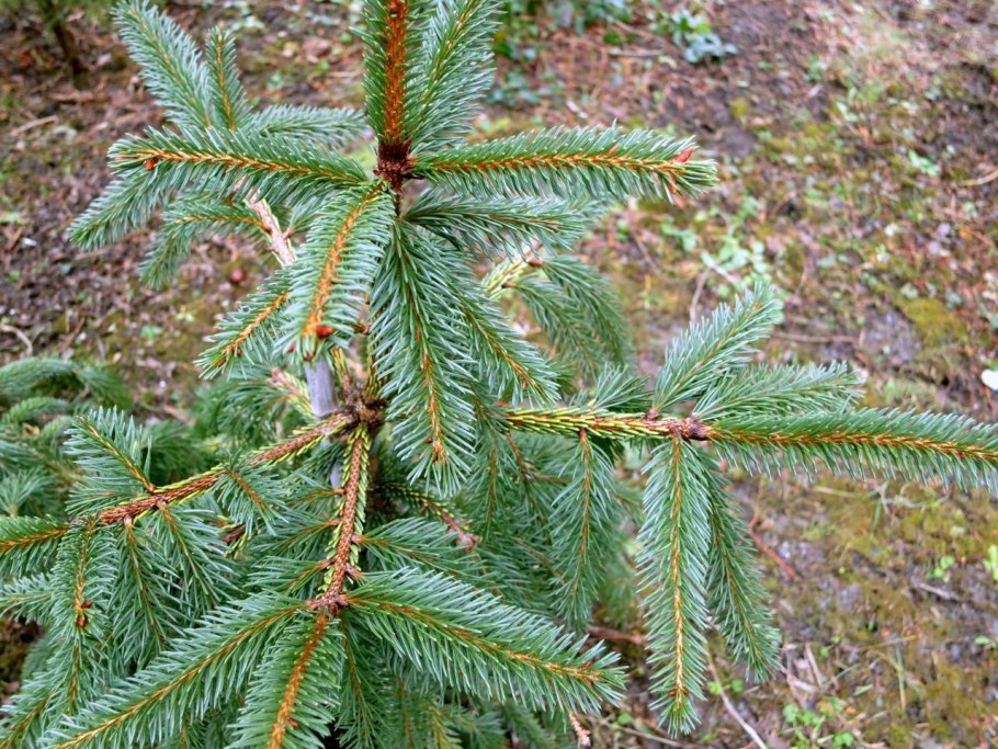 Ель двуцветная Picea bicolor
