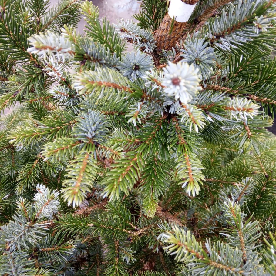 Picea alcoquiana