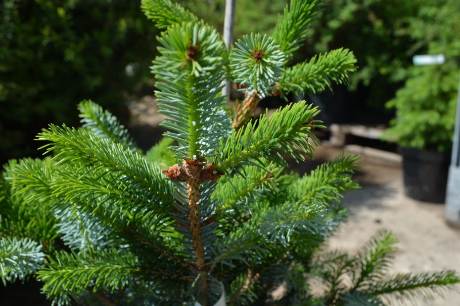 Picea bicolor