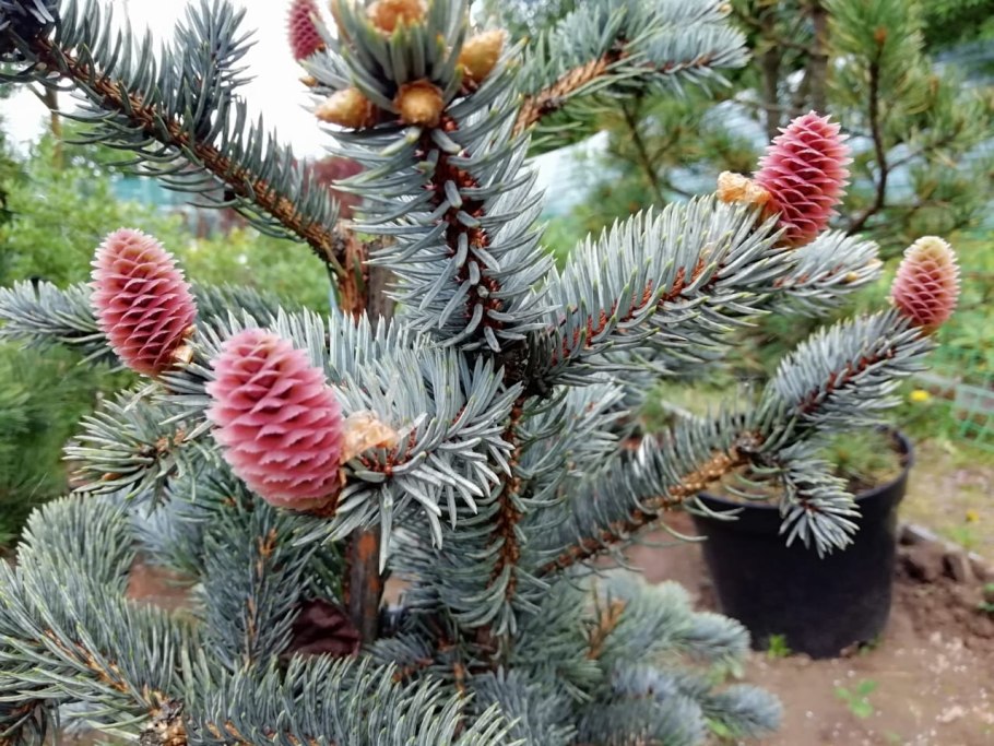 Ель европейская Picea Abies