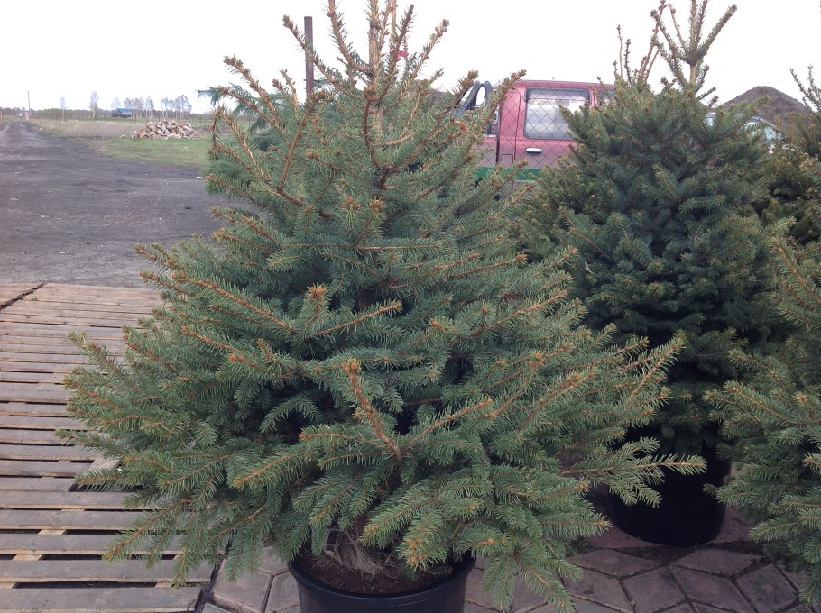 Ель колючая glauca kaibab