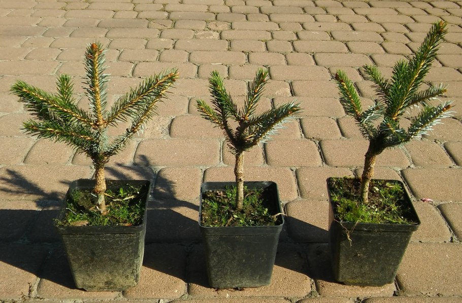 Ель биколор