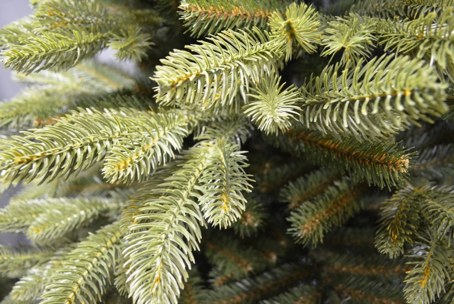 Ель финская Picea Fennica