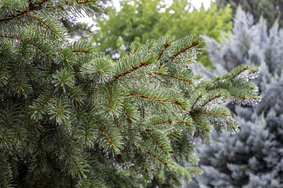 Ель шероховатая Bochen WN