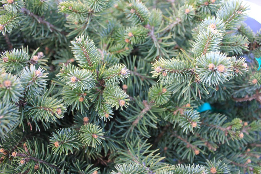 Triumph Indastries ель Императорская заснеженнная 2.13