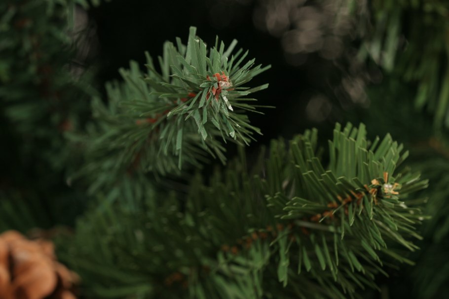 Ель Сербская певе Тиджи