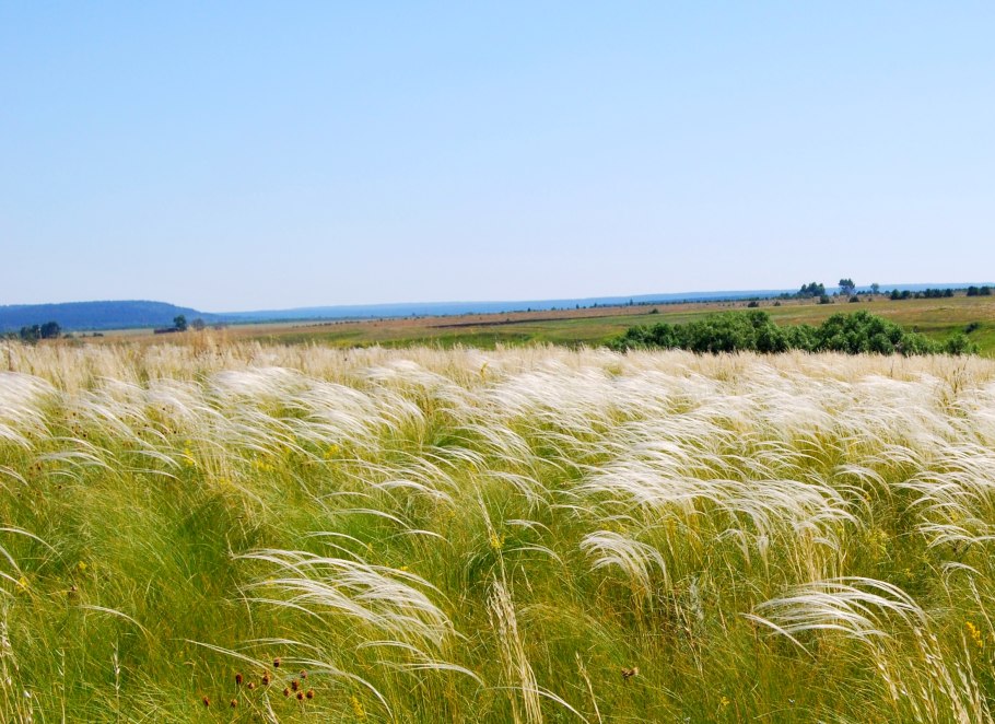Ковыль Степной Гуково