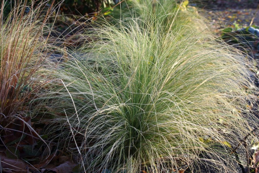 Ветер и урожай надул