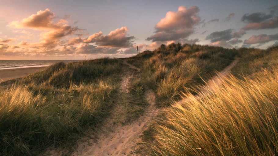 Ковыль тончайший (Stipa tenuissima)