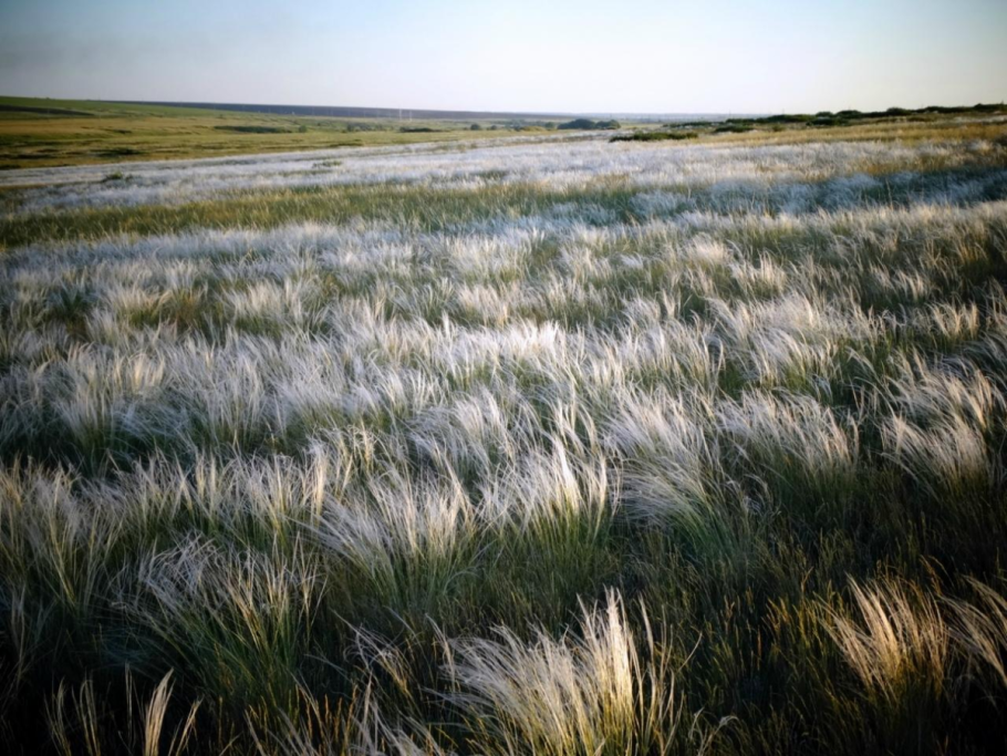 Типчаково-Ковыльная степь