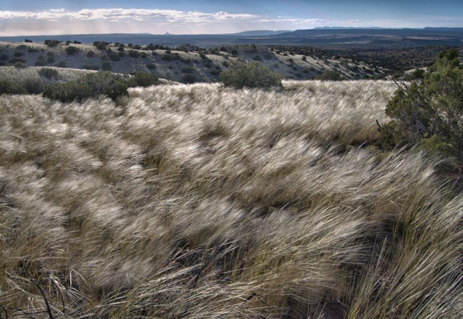 Ковыль и Типчак