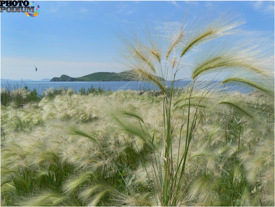 Ковыль Байкальский