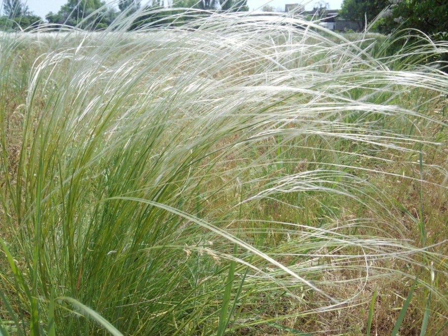 Ковыль ячмень гривастый (Hordeum jubatum)