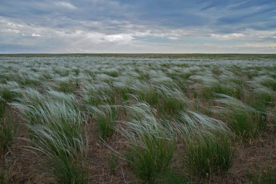 Ковыль в Волгоградской области