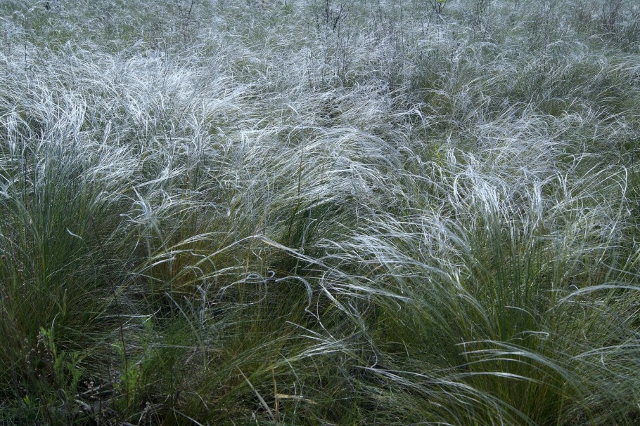 Ковыль красивейший (Stipa pulcherrima)