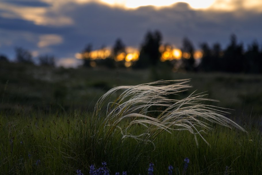 Ковыль перистый срезка