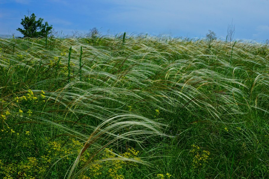 Типчак в степи