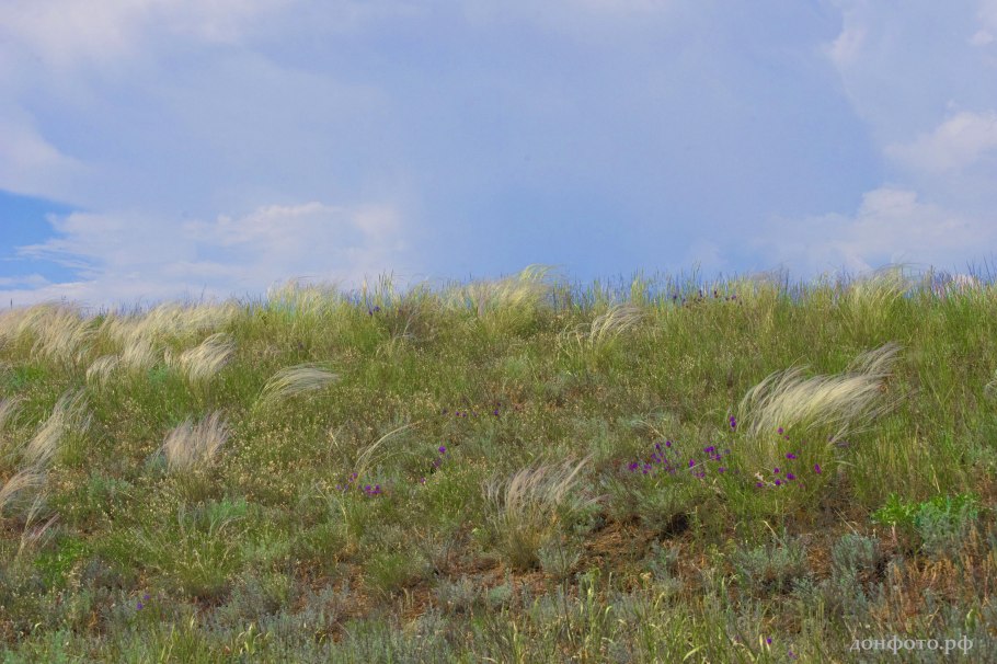 Дюнный тростник