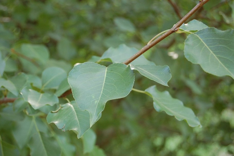 Тополь канадский (Populus canadensis)