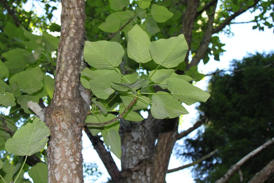 Populus wilsonii