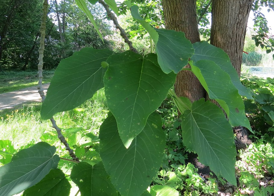 Populus wilsonii