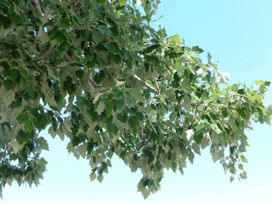 Пирамидальный Тополь пух