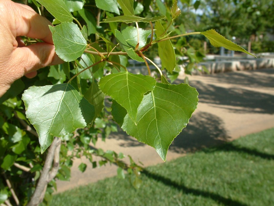 Populus canescens (Тополь сереющий)