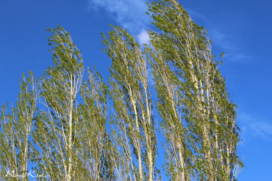 Populus deltoides листья