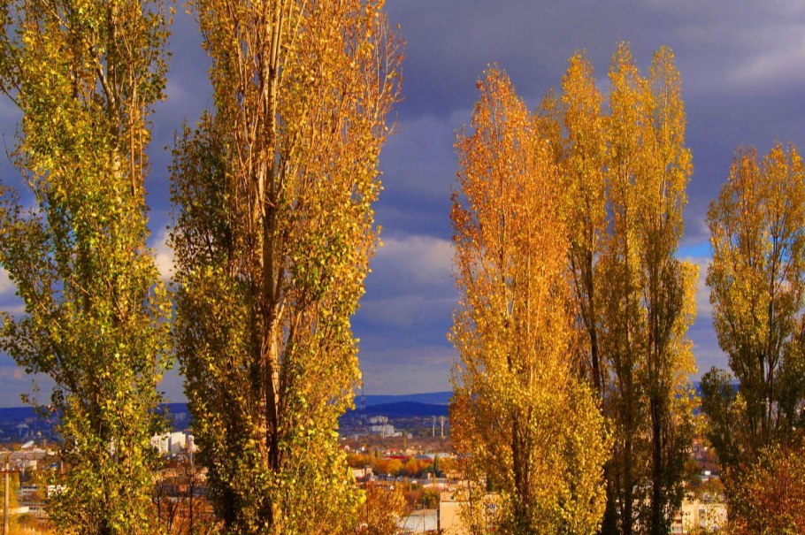 Тополь черный «Italica»