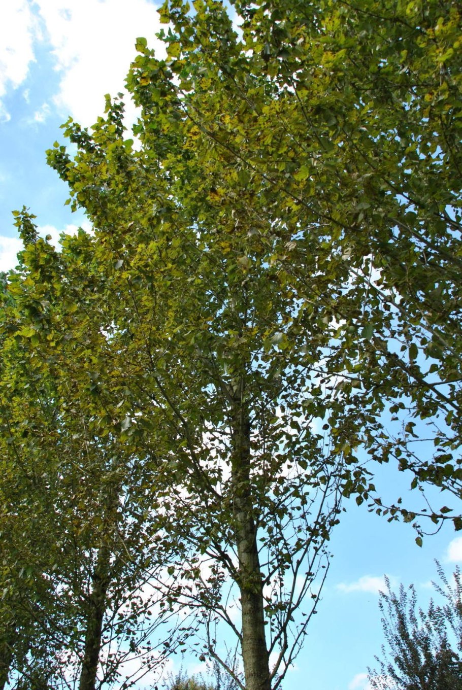 Populus lasiocarpa листья