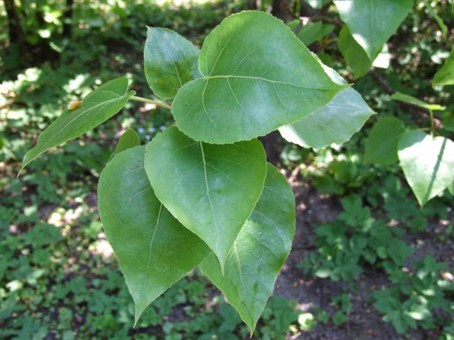 Populus wilsonii