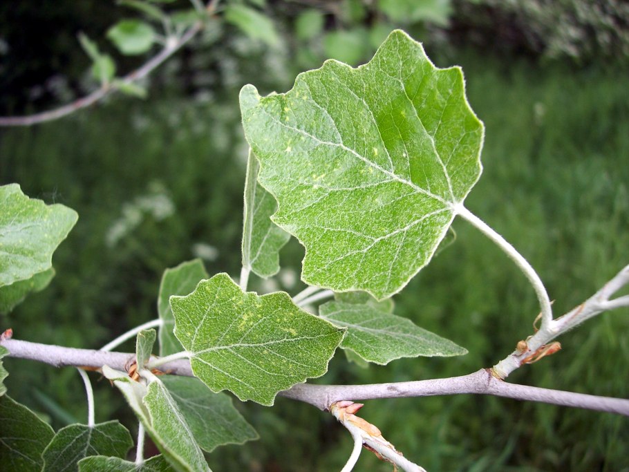 Тополь populus alba