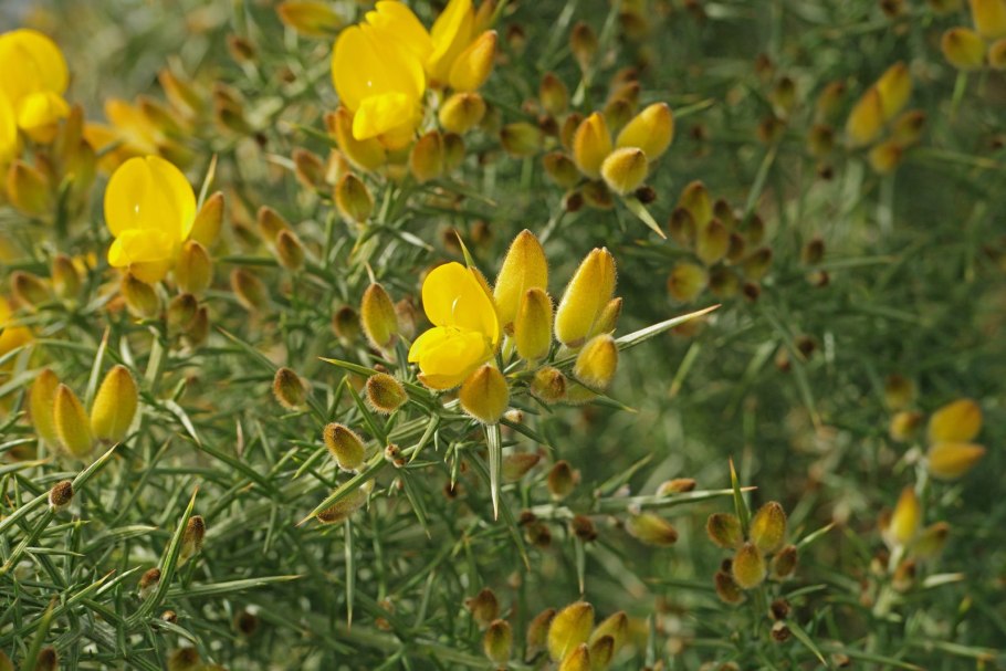 Ulex europaeus Tree