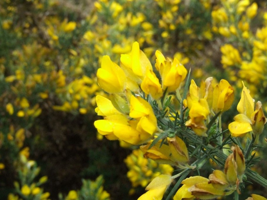 Желтый утесник